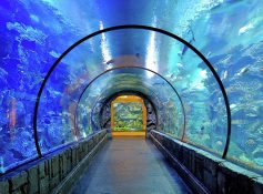 mandalay aquarium best things to do in las vegas