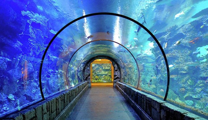 mandalay aquarium best things to do in las vegas